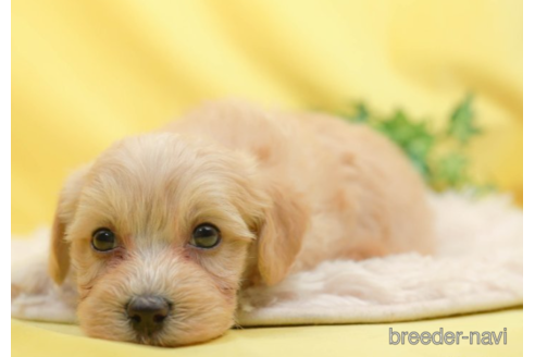 成約済の千葉県のマルプー:マルチーズ×トイプードル-222404の3枚目